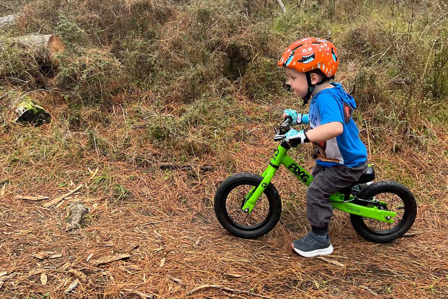 A young child wearing an orange helmet rides a bright green balance bike on a forest trail covered in pine needles and dry grass, with tall trees in the background.